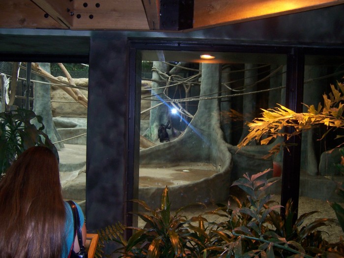 Scaled image 100_1117.JPG (700x525, 104kB)