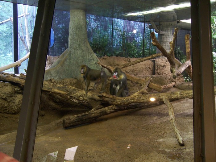 Scaled image 100_1121.JPG (700x525, 121kB)