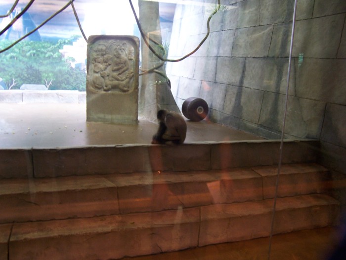 Scaled image 100_1122.JPG (700x525, 75kB)