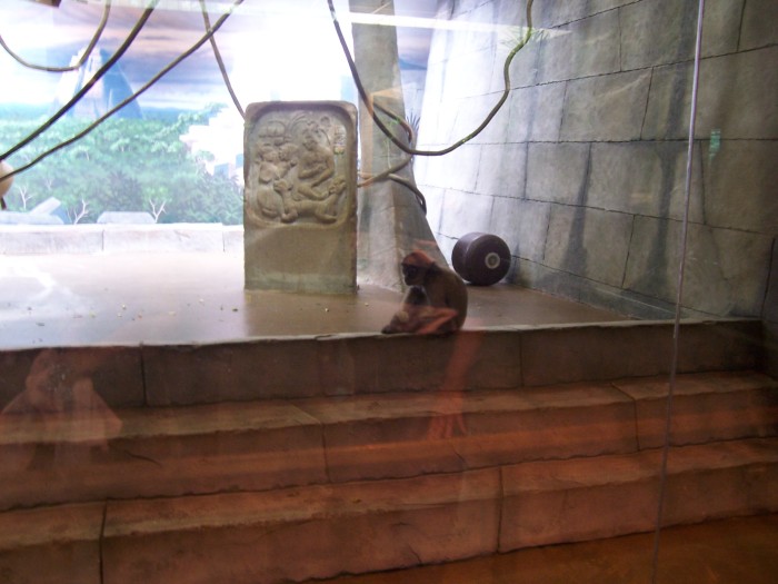 Scaled image 100_1123.JPG (700x525, 77kB)