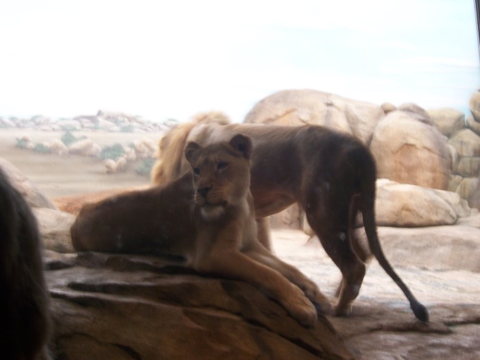 Scaled image 100_1135.JPG (700x525, 55kB)